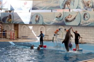 Delfinshow in Antalya