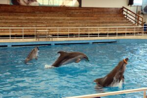 3 Delphine in Antalya